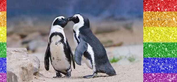 pinguini-gay