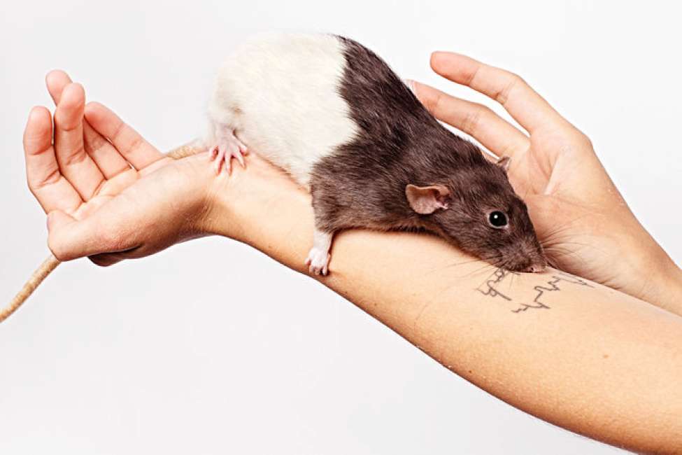 A New York cresce la comunità che adotta topi in casa: sono nate anche le baby sitter per i topi
