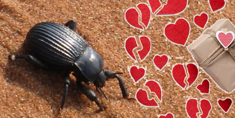 san valentino scarafaggio