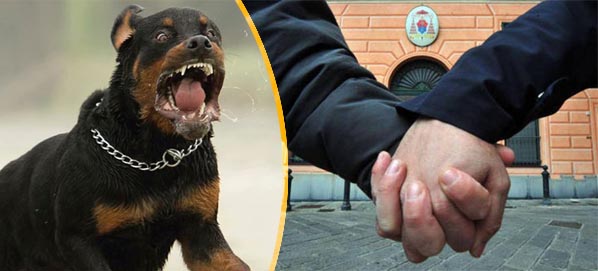 coppia-gay-rottweiler