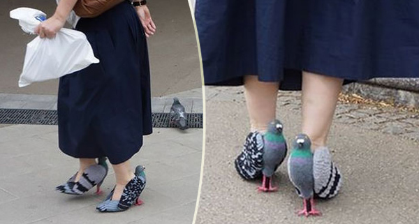scarpe piccione