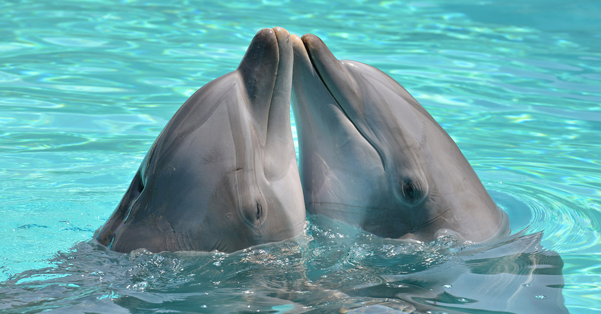 animali gay, delfini