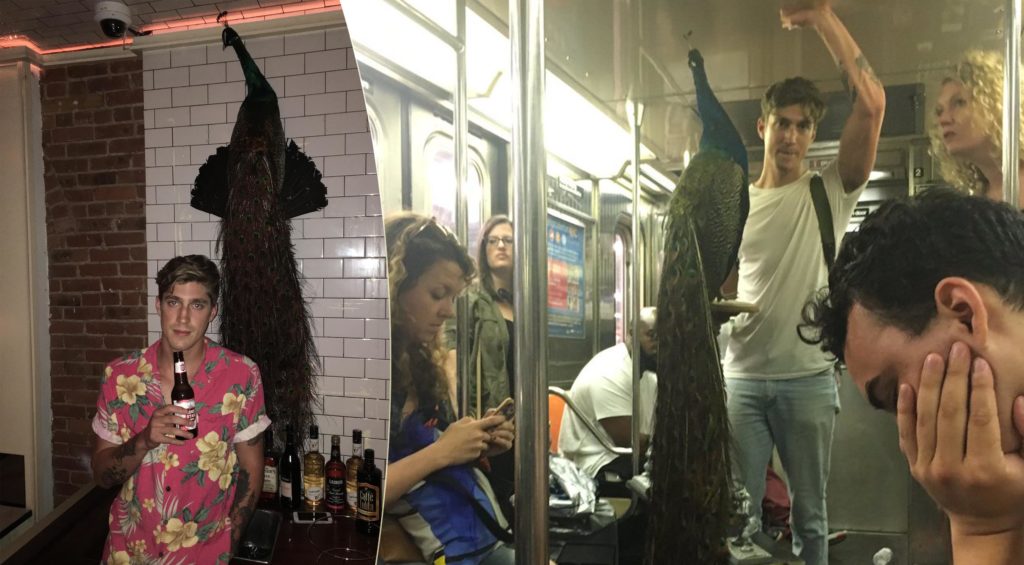 Un ragazzo va in giro con un pavone in metropolitana a New York
