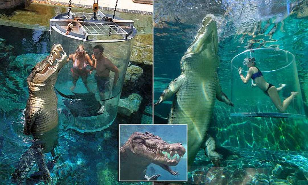 Attrazione da brivido: turisti pagano 110 euro per immergersi con i coccodrilli (VIDEO)