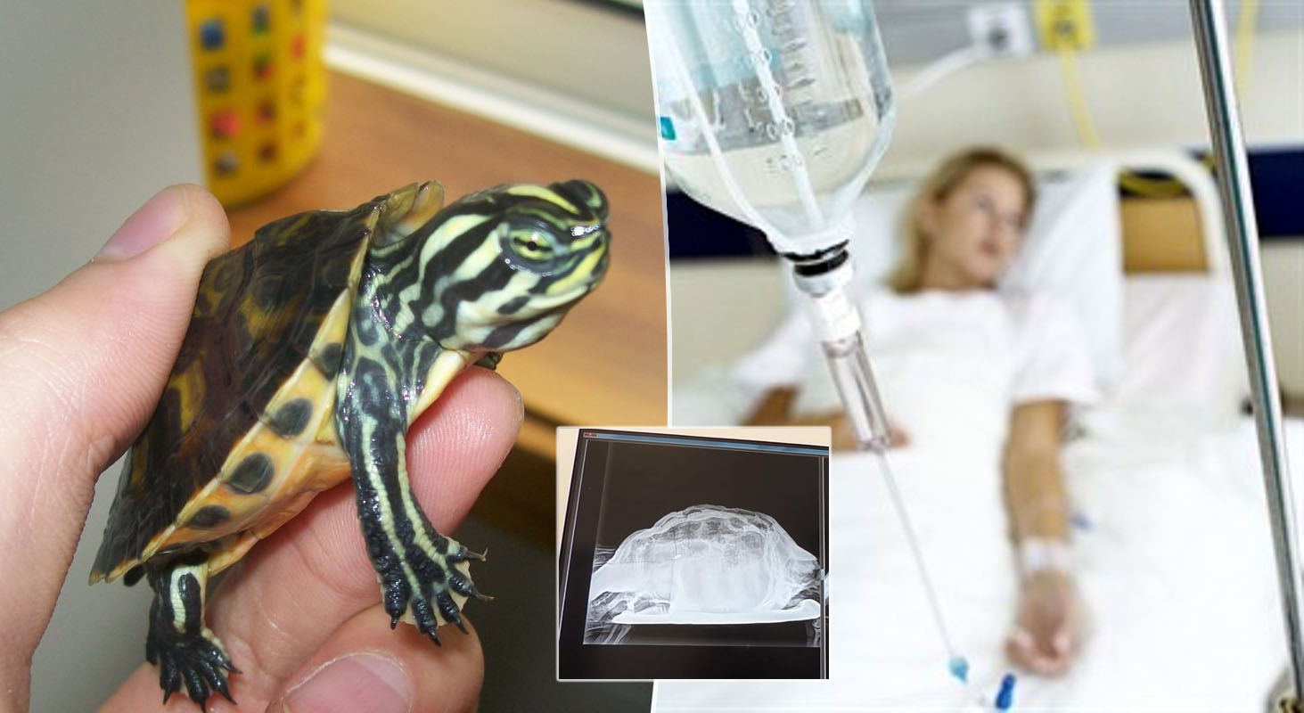 tartaruga vagina ospedale tenerife