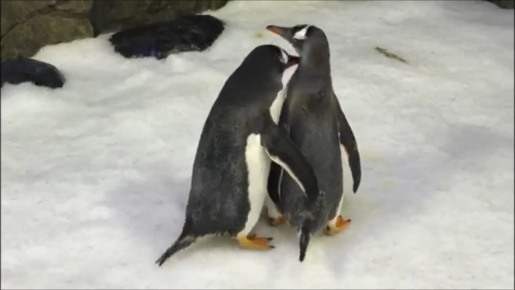 pinguini gay zoo